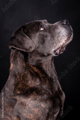 The portrait of Cane Corso Dog