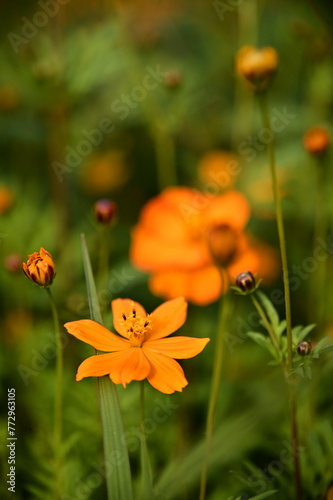 Orange cosmos, with its vibrant colors, symbolizes wild beauty, contrasting with other cosmos flower languages like maiden's heart and purity.