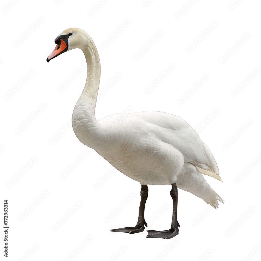 swan standing isolated on white background swan standing isolated on white background