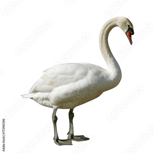 swan standing isolated on white background