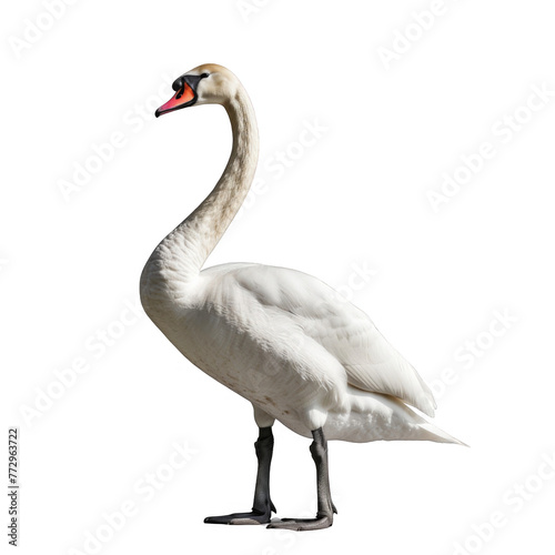 swan standing isolated on white background