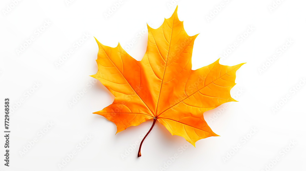 Maple leaf on white background Maple leaf on white background