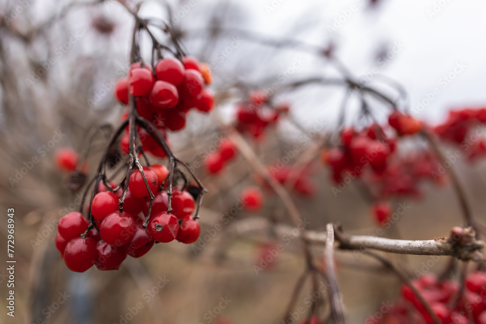Viburnum branches with red berries on a gray autumn blurred background Viburnum branches with red berries on a gray autumn blurred background