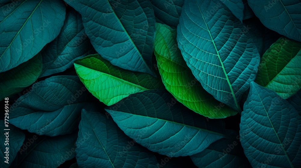 A single green leaf against a dark backdrop - obrazy, fototapety, plakaty 