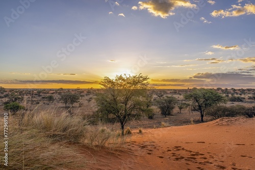 Quadro em tela Panoramic picture over the Namibian Kalahari in the evening at sunset with blue