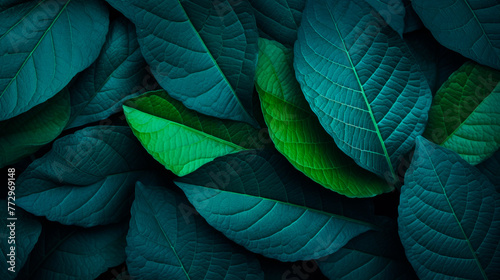 A single green leaf against a dark backdrop