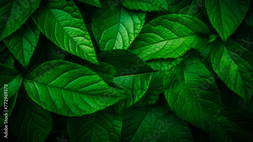 Close up of lush foliage against a dark backdrop © StockKing