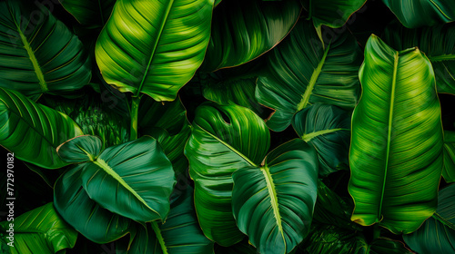 Green leaves close up on dark background