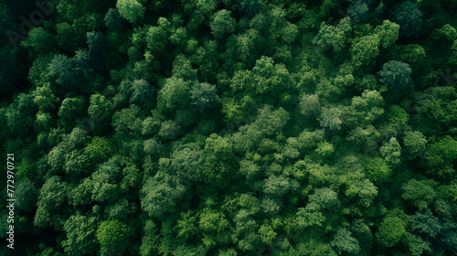 A view from above of a dense forest landscape
