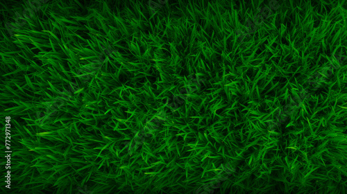 Green grass field close-up against black backdrop
