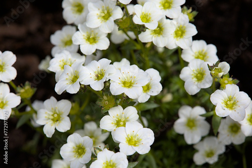 Many white sandworts blossoms in spring in the garden. Nice flowering pattern. photo