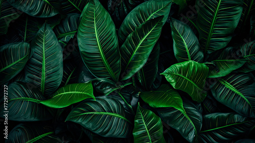 Green leaves on a dark backdrop