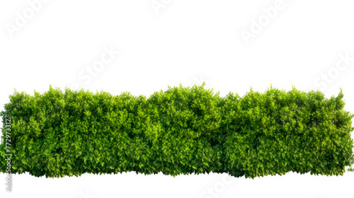 Green hedge close up on white background