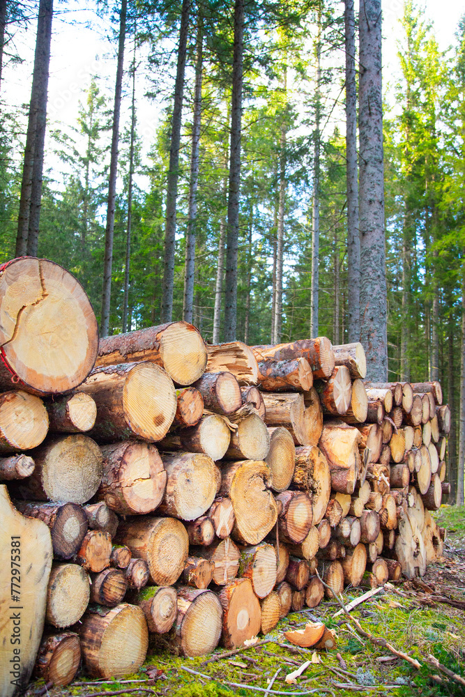 fresh sawn logs in stack in the forest
