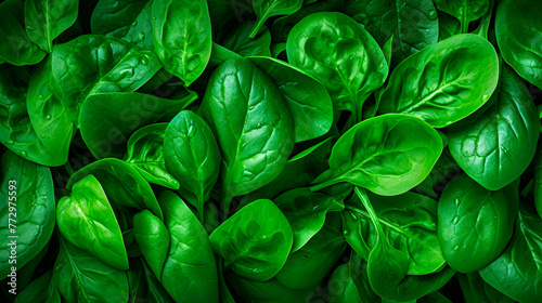 Fresh green leaves on a wooden surface