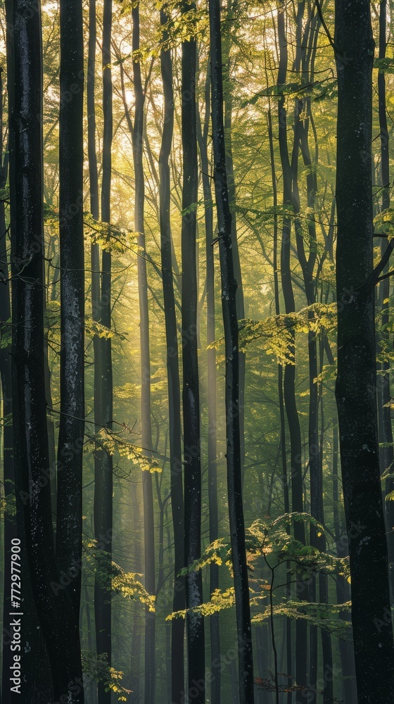 Sun rays piercing through a dense forest Sun rays piercing through a dense forest