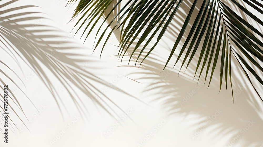 Fototapeta premium Palm tree shadow on white wall