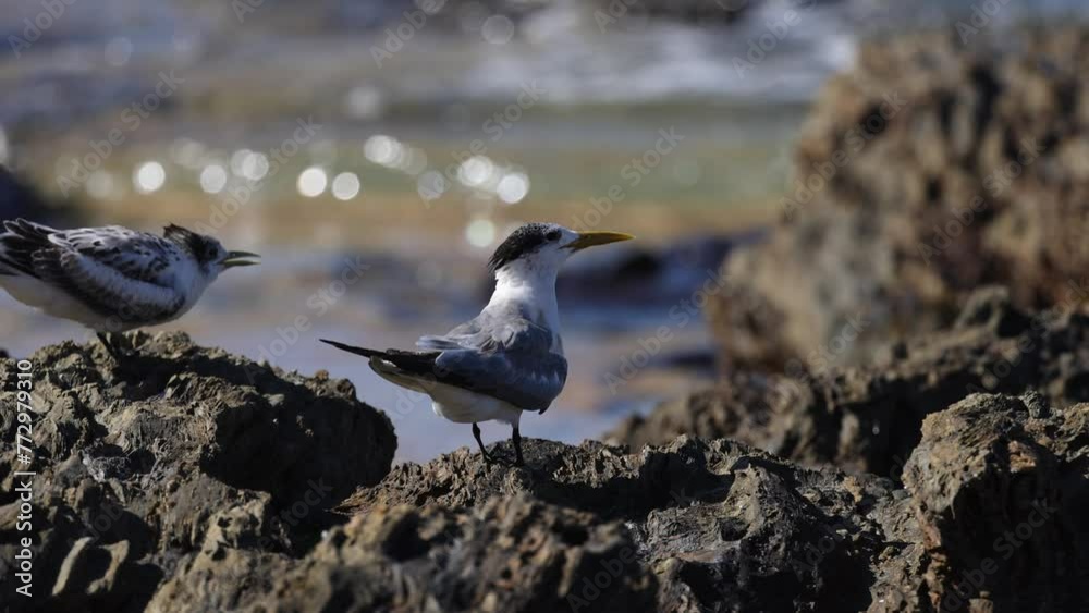 Crested Terns on Rocky Shoreline Crested Terns on Rocky Shoreline