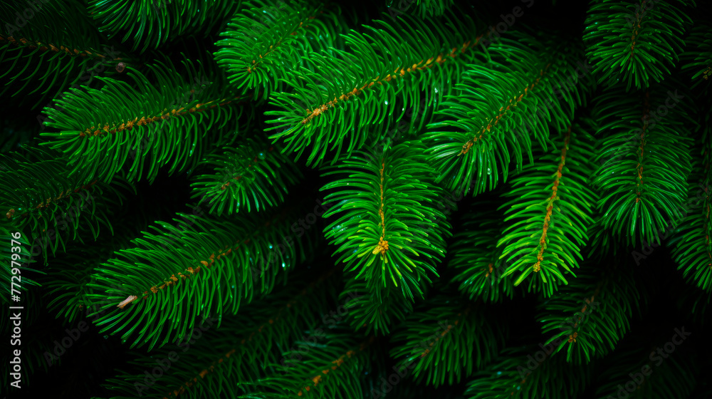 Green pine tree close-up on dark backdrop