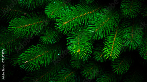 Green pine tree close-up on dark backdrop