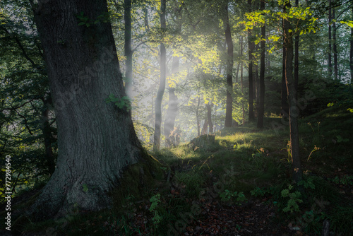 Sunlight in forest