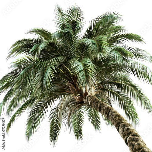 palm tree isolated on a isolated  alpha transparent background png