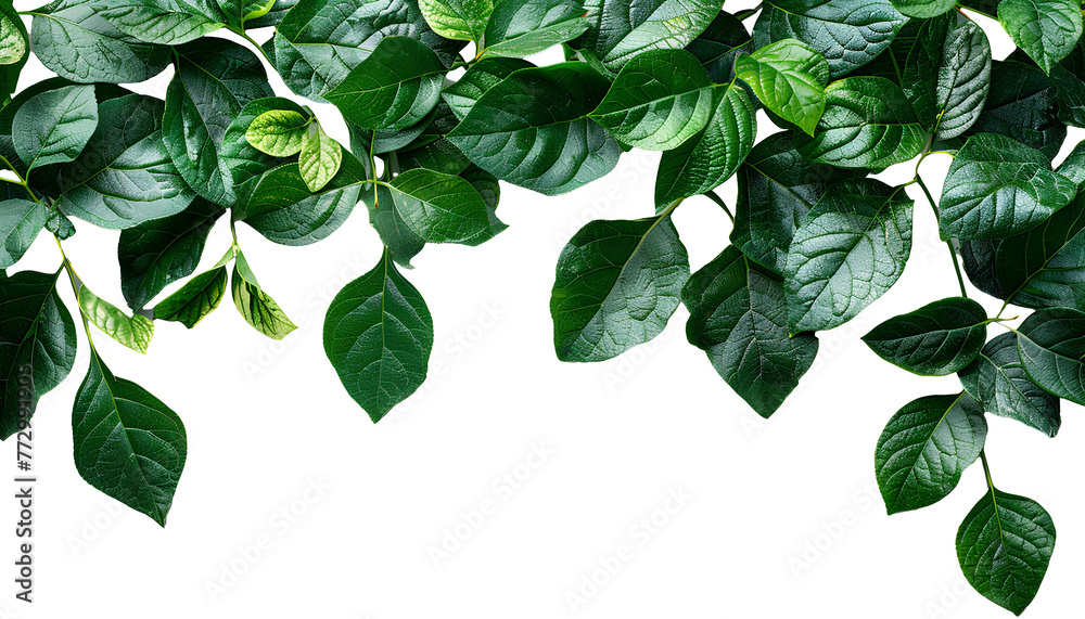 Green leaves PNG. Green leaf border PNG. Green lush leaves top view isolated. Green leaf copy space as concept for nature preservation and ecology importance Green leaves PNG. Green leaf border PNG. Green lush leaves top view isolated. Green leaf copy space as concept for nature preservation and ecology importance