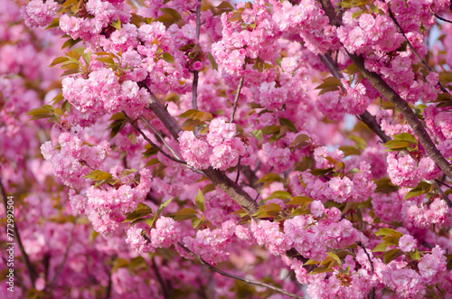 Wallpaper Mural Sakura trees blossom in spring park Torontodigital.ca