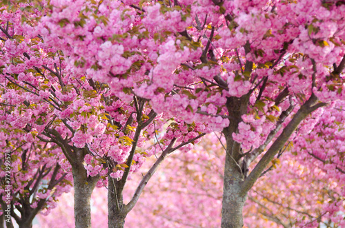 Sakura trees blossom in spring park