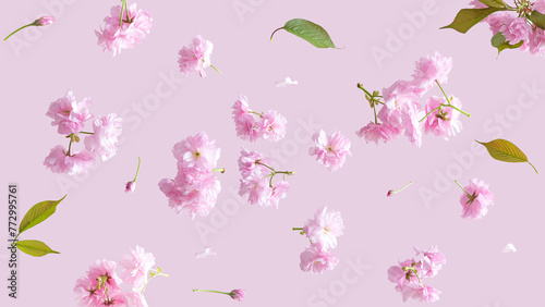 Spring cherry flowers fly on a pink background. Beautiful pastel pink flower arrangement. Summer aesthetic monochrome concept.