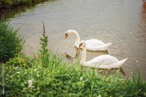 Fototapeta Naklejka Na Ścianę i Meble -  A pond with a family of swans. A summer day over a pond. Beautiful green area. Swans in the lake.