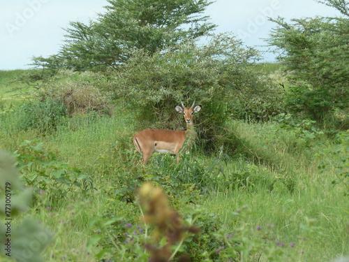 Impala paying attention photo