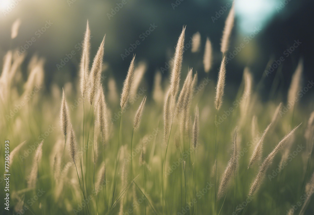 Flowering grass in detail allergens