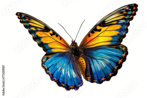 Beautiful Blue, Yellow, and Orange Butterfly in Flight Isolated on White © furyon