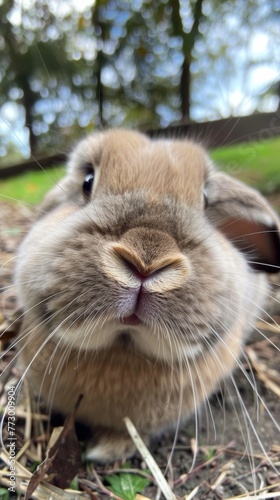 Close-up of a bunny with a blurred background