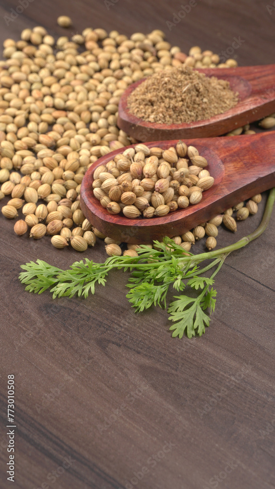 Dry coriander seeds with small bamboo spoon and green fresh bunch coriander leaves,famous spices ingredients in asia's kitchen.