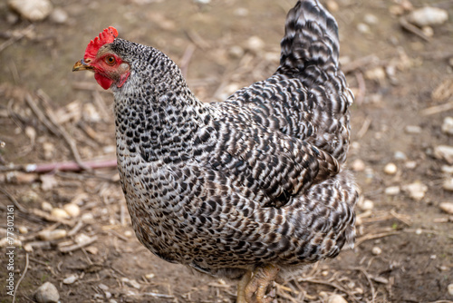 Big organic farm hen with black and white feathers on brown background