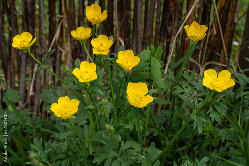 Close Up of bulbous buttercup flowers  ranunculus bulbosus  blooming in spring