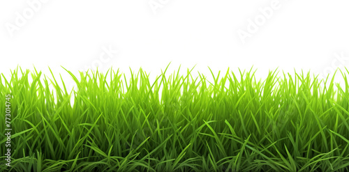 Green grass border isolated on white background. 
