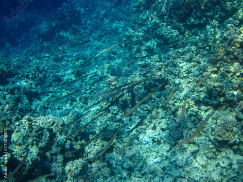 Beautiful inhabitants of the coral reef in the Red Sea