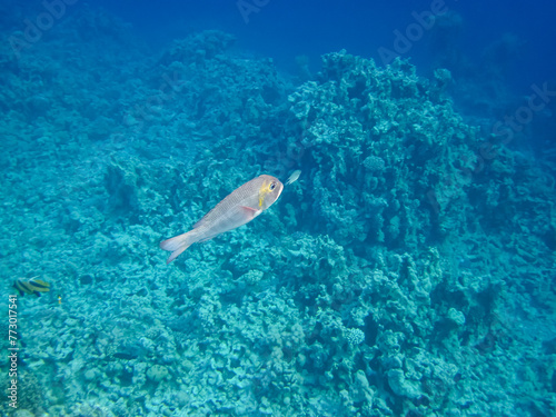 Beautiful inhabitants of the coral reef in the Red Sea