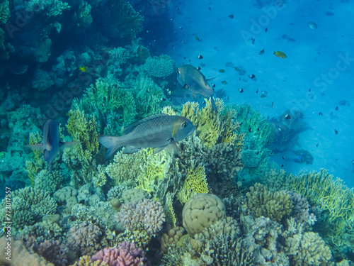 Beautiful inhabitants of the coral reef in the Red Sea