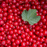 Texture of ripe red currant berries close up.