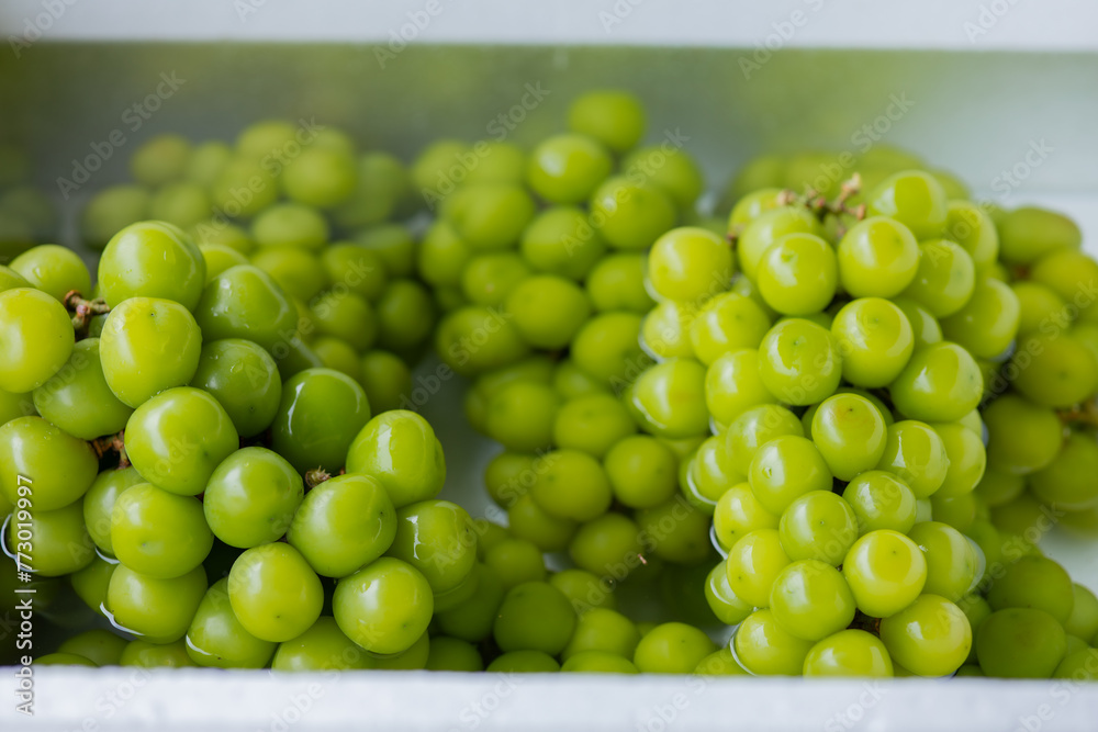 green Shine Muscat grapes, washed in a bowl
green Shine Muscat grapes, washed in a bowl