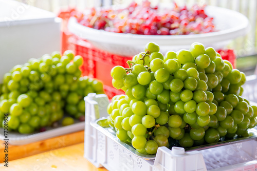 fresh green Shine Muscat grape from the garden