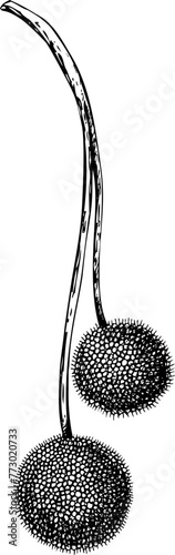 Autumn plant vector sketch. Hand-drawn botanical design element. Fall nature illustration