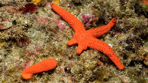 Red Starfish  Echinaster sepositus  Cabo Cope-Puntas del Calnegre Natural Park  Mediterranean Sea  Murcia  Spain  Europe