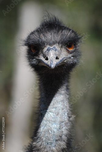 a close up of an Emu with red eyes