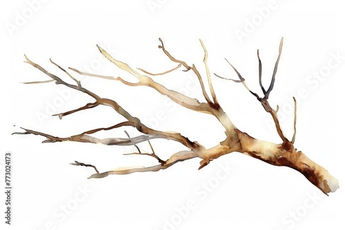 Minimalist watercolor illustration of brown dry tree branch isolated on white, eco-friendly rustic packaging design element