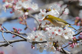 Cherry Blossoms with little bird, Japanese White-eye, on a fine day